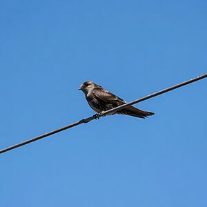 Vogel auf einem Drahtseil
